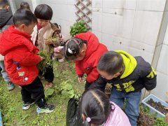 彭山区机关幼儿园开展植树节主题活
