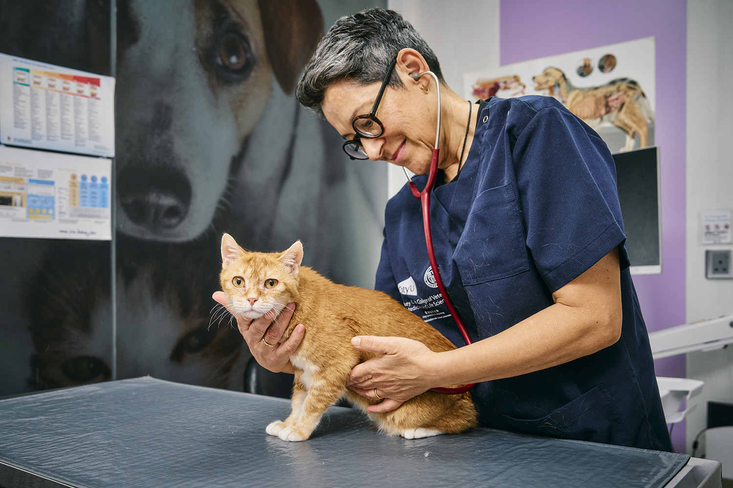 图1_Beatty教授领导的研究团队，最近在《Nature Reviews Cancer》发表综述文章，从比较肿瘤学角度，阐述猫科肿瘤病毒如何为人类肿瘤学与病毒致癌机制.jpg