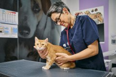 港城大团队登顶级期刊：猫病毒研究